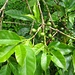 Kaffeebohenn werden am Fuß des Kilimanjaro angepflanzt.