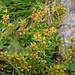 Saxifraga aizoides (Bewimperter Steinbrech)