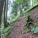 Der Aufstieg im Wald führt über viele Holztritte.