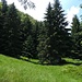 Waldlichtung bei der Alpe Ovia