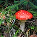 Fliegenpilze