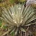 Frailejon, eine dort im Park weit verbreitete Pflanze. Mehr <a href="http://en.wikipedia.org/wiki/Espeletia" rel="nofollow">hier</a>