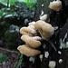 Im Waldreservat Lägern wuchern die Pilze