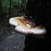 Im Waldreservat Lägern wuchern die Pilze