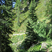 Erst geht es durch wunderschöne Lärchenwälder rauf bis zur Alp Stabveder