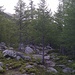 Zu Beginn geht´s durch lichten Bergwald hoch zur Almagelleralp