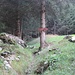 Il nascosto cartello indicatore per l'Alp de Remolasch, 30 metri sopra la strada carrozzabile nei pressi di Valbella (solo da qui cominciano i segnavia).