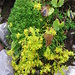 Saxifraga aizoides. Saxifragaceae.<br /><br />Sassifraga cigliata.<br />Saxifrage des ruisseaux.<br />Bach-Steinbrech.
