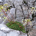Saxifraga paniculata. Saxifragaceae.<br /><br />Sassifraga alpina.<br />Saxifrage paniculée.<br />Trauben-Steinbrech.