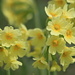 True oxlip (Primula elatior, Hohe Schlüsselblume)