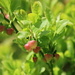 Blooming Bilberry (Vaccinium myrtillus, Heidelbeere) 