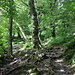 Im Aufstieg zum Slieve Donard - Zu Beginn führt der Weg eine Weile durch den Wald Donard Forest.