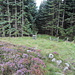 Im Abstieg vom Shan Slieve nach Newcastle - Über diese kleine Stufenleiter geht's wieder hinein in den Donard Forest.