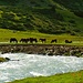 in der nomadischen Tradition Kirgistans spielen Pferde eine bedeutende Rolle