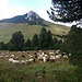 schwarze und weiße Schafe zwischen Schwarzhorn und Weißhorn :-)