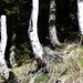 Alphornplantagen unterhalb des Hirzli