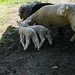 Junge Schafe bei Rinderweidli