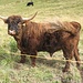 Diese zottigen Viecher wohnen auf den Weiden beim Rifugio Capanna Cervino; ihnen dürften die kühlen Nächte des Herbstes nichts ausmachen. Wie ansatzweise zu erkennen ist, handelt es sich hier um einen Stier; wahrscheinlich ist das ein Schottisches Hochlandrind, oder?