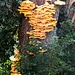 Schwefelporlinge an einem Baum in Vaduz