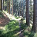 Aufstieg auf dem doch sehr matschigen Forstweg durch den Wald.
