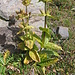Gentiana punctata. Gentianaceae.<br /><br />Genziana punteggiata.<br />Gentiane ponctuée.<br />Getüpfelter Enzian.