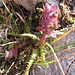 Pedicularis verticlllata L. 
Orobanchaceae (incl. Scrophuklariaceae p.p.)

Pediculare a foglie verticillate.
Pédiculaire verticillée.
Quirblättriges Läusekraut.