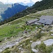 eine grosse Geissen-Herde auf Alp di Stabveder