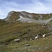 Montagne à Moutons