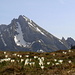 Wildhuser Schafberg