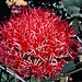 Scadoxus multiflorus (Feuerball-Lilie)