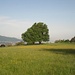 Aussichtspunkt bei Zollikon - Zürichsee