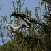 A blue heron taking off