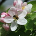 A busy bee on the flower of an apple tree