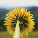 Dandelion seen from the worm's-eye-view