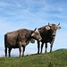 Vaches près du Brisenhaus