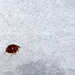 Kleiner Marienkäfer im kalten Schnee
