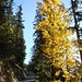 Leuchtendes Herbstgold auf dem Weg zum Schleims-Sattel