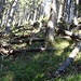 Im Wald Richtung Windegg