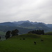 Kühe grasen friedlich vor der Kulisse des Alpsteins