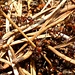 fleissige Ameisen