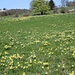 Tausende von gelben Narzissen (Narcissus pseudonarcissus) bevölkern das Plateau vom Mont Sujet.