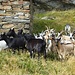 Attacco di capre