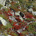 feurige  Herbstfarben / Heidelbeeren