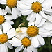 Úhošť - Auf dem Gipfelplateau sind unzählige Blumen, Insekten u. s. w. zu beobachten. Hier "krabbelt" eine "Krabben"-Spinne. Vermutlich ist es eine "Veränderliche" (Misumena vatia), die sich mit ihrer "blütenweißen Weste" bestens an die Umgebung angepasst hat.
