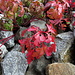 Herbstliche Pflanzen am Bahndamm<br />Ruprechtskraut (Geranium robertianum)