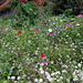 Blumenwiese in einem Vorgarten