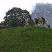 Lamas - typische Tiere in Grindelwald