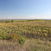 Bei Советское / Sowjetskoje - Ausblick von der höchsten Erhebung Pridnestrowiens in annähernd südöstliche Richtung. Die Büsche und Bäume hinter dem Sonnenblumenfeld säumen die unbefestigte Straße ("unseren Wanderweg") von/nach Советское / Sowjetskoje.