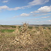 Bei Советское / Sowjetskoje - Ausblick am Ortsrand über ein Feld mit Maisgarben. Hierzulande wird das Getreide offenbar noch vorrangig wegen der Körner - und weniger als "Bioenergiequelle" - angebaut.