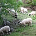 Die typischen Walliser Schafe